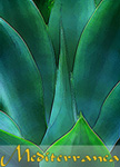 mediterranea